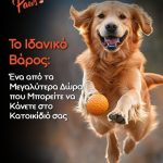 Σκύλος που παίζει με μπάλα — διατήρηση υγιούς βάρους.