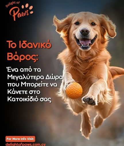 Σκύλος που παίζει με μπάλα — διατήρηση υγιούς βάρους.