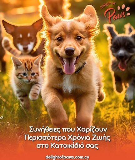 Σκύλοι και γατάκι τρέχουν στο γρασίδι — καθημερινές υγιεινές συνήθειες.